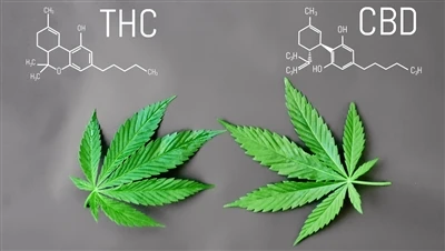 Qual è la differenza tra THC e CBD