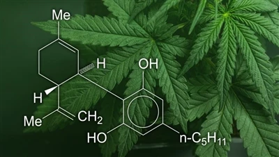 CBD, marijuana e canapa: qual è la differenza tra questi prodotti a base di c...