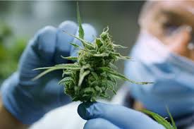 Come usare il gel muscolare rinfrescante al CBD