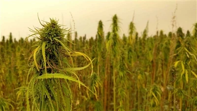 Ultime notizie sul CBD: le aziende canadesi di cannabis si ritirano dal merca...